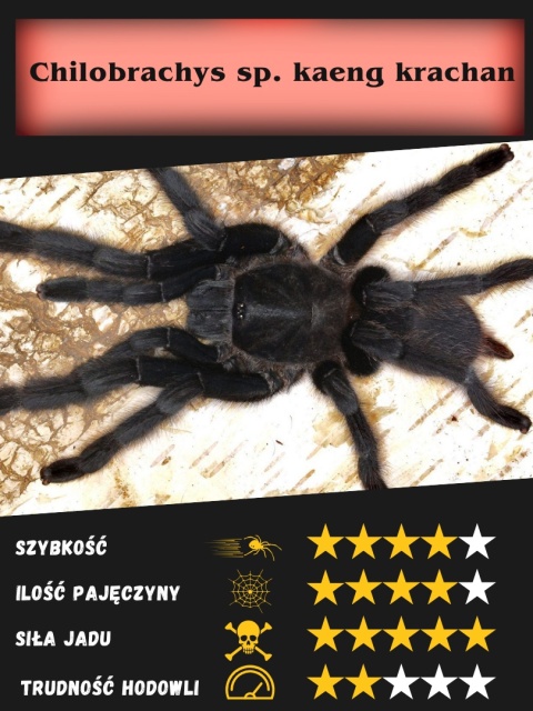 Chilobrachys sp. kaeng krachan ok. 5-5,5DC SAMICA