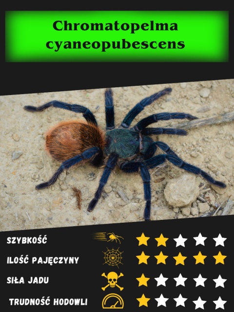 Chromatopelma cyaneopubescens ok. 4,5DC SAMICA