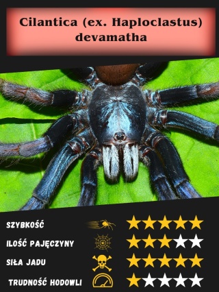 Cilantica (ex. Haploclastus) devamatha L2/3