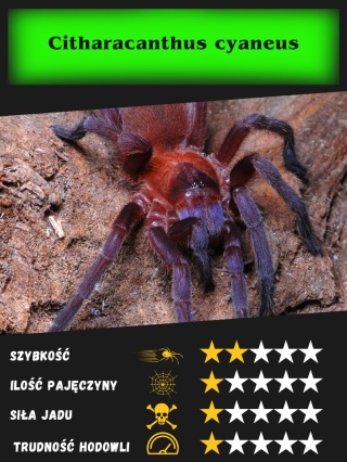 Citharacanthus cyaneus L2