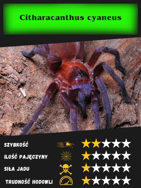 Citharacanthus cyaneus L2