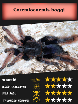 Coremiocnemis hoggi L3