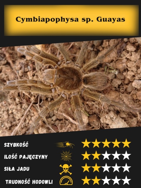 Cymbiapophysa sp. Guayas ok. 3DC SAMICA