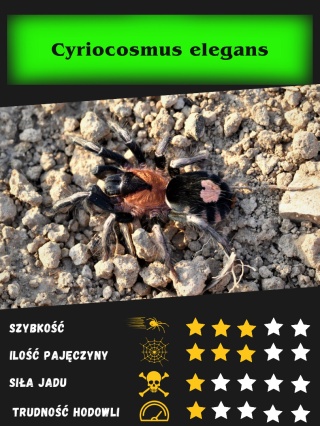 Cyriocosmus elegans L1/2