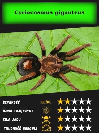 Cyriocosmus giganteus L2