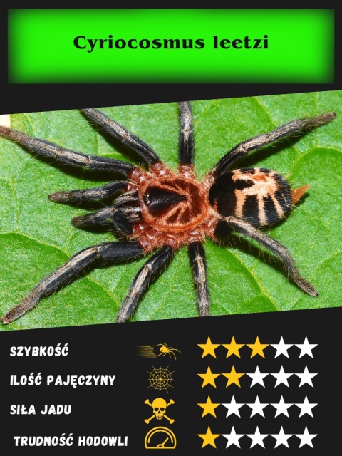 Cyriocosmus leetzi L2/3