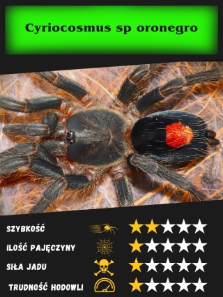Cyriocosmus sp oronegro L2