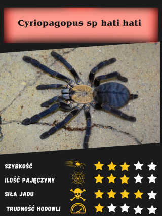 Cyriopagopus sp hati hati ok. 2-2,5DC SAMICA