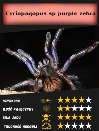 Cyriopagopus sp purple zebra L2/3
