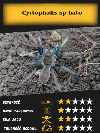 Cyrtopholis sp hato L3