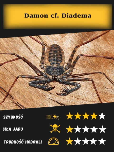 Damon cf. diadema L5 (około 3dc)