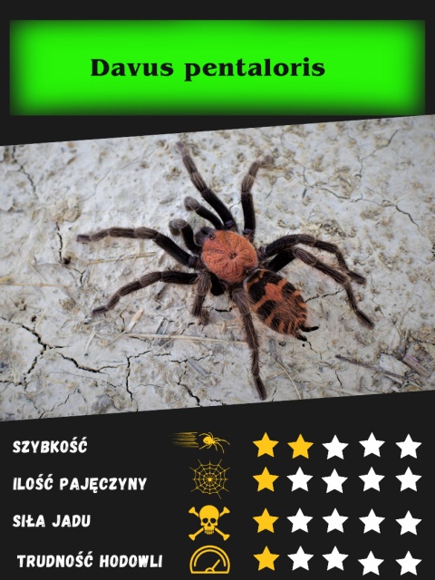 Davus pentaloris ok. 2-2,5DC SAMIEC