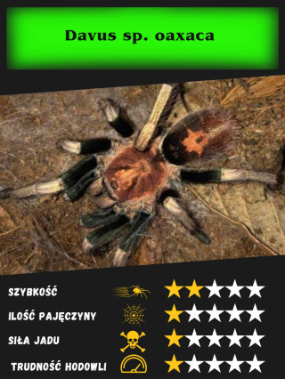 Davus sp. oaxaca L5/6