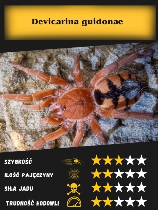 Devicarina guidonae L1/2
