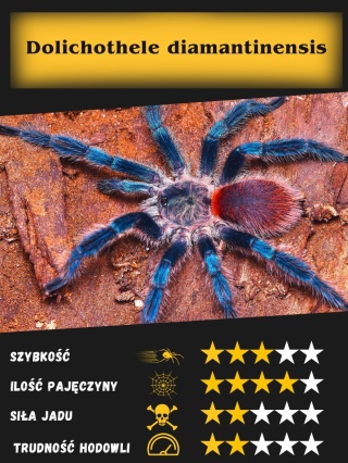 Dolichothele diamantinensis L2/3