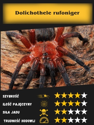 Dolichothele rufoniger L2/3
