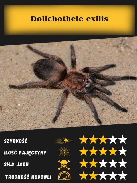 Dolichothele exilis L5/6