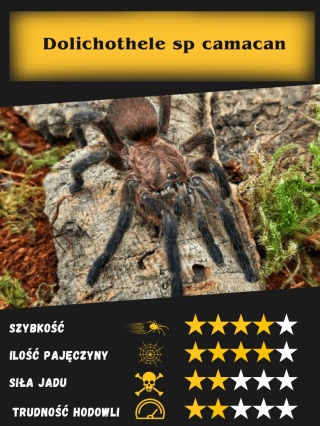 Dolichothele sp camacan L4