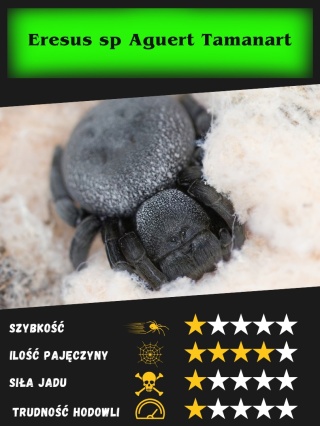 Eresus sp Aguert Tamanart L3/4