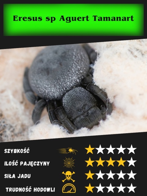 Eresus sp Aguert Tamanart L3/4