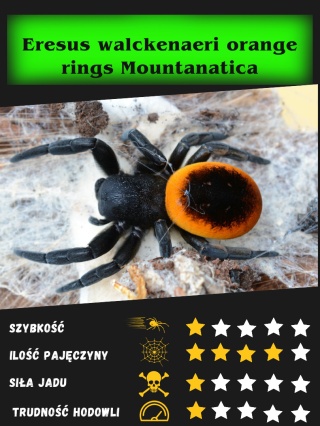 Eresus walckenaeri orange rings Mountanatica L2/3 (PROMOCJA 1+1GRATIS)