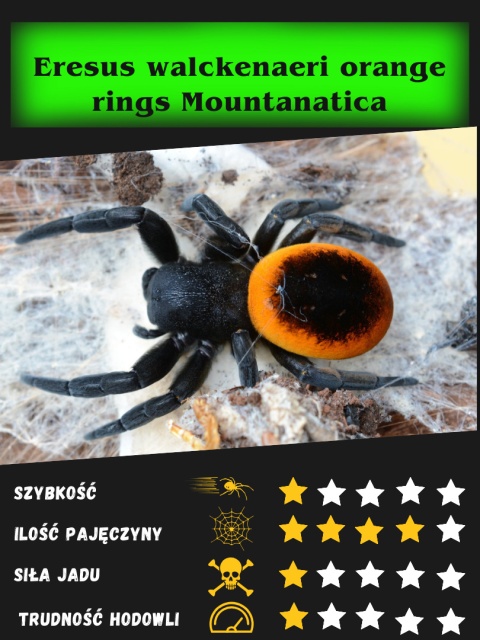 Eresus walckenaeri orange rings Mountanatica L2/3 (PROMOCJA 1+1GRATIS)