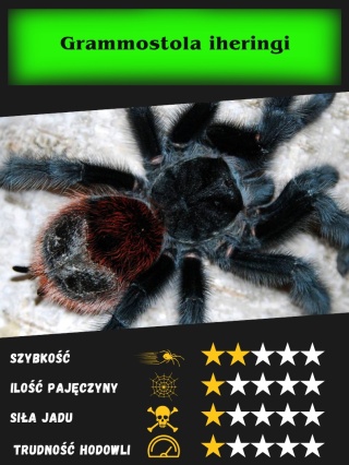 Grammostola iheringi L2