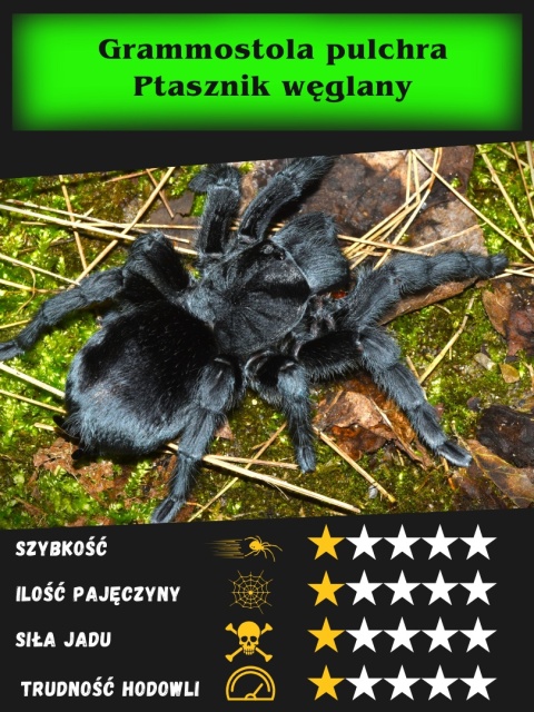 Grammostola pulchra - Ptasznik węglany L1/2 (PROMOCJA 2+1GRATIS)