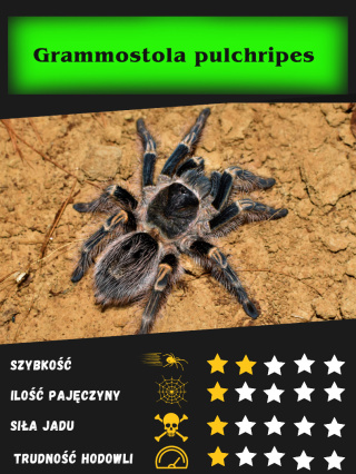 Grammostola pulchripes ok 4,5DC SAMIEC