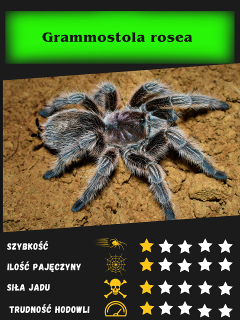 Grammostola rosea L2