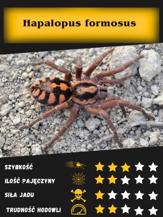 Hapalopus formosus ok. 2,5-3DC SAMICA