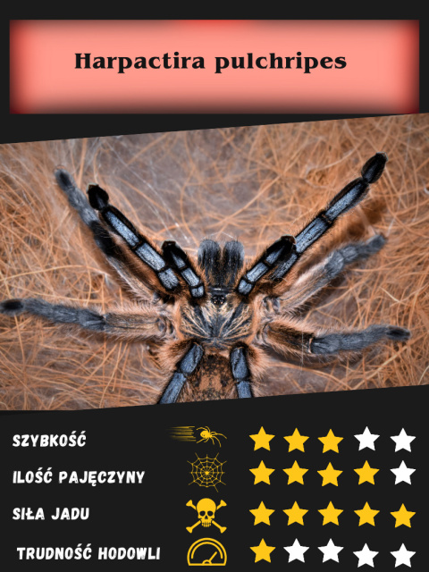 Harpactira pulchripes ok. 4,5-5DC SAMICA