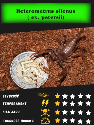 Heterometrus silenus ( ex. petersii) SUB/ADULT około 6-7cm