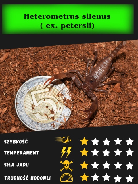 Heterometrus silenus ( ex. petersii) SUB/ADULT około 6-7cm
