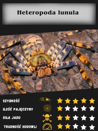 Heteropoda lunula L1/2