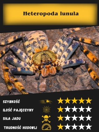 Heteropoda lunula L1/2