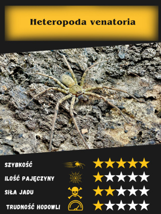 Heteropoda venatoria L4/5