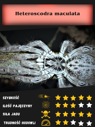 Heteroscorda maculata L3 (PROMOCJA 2SZT+1GRATIS)