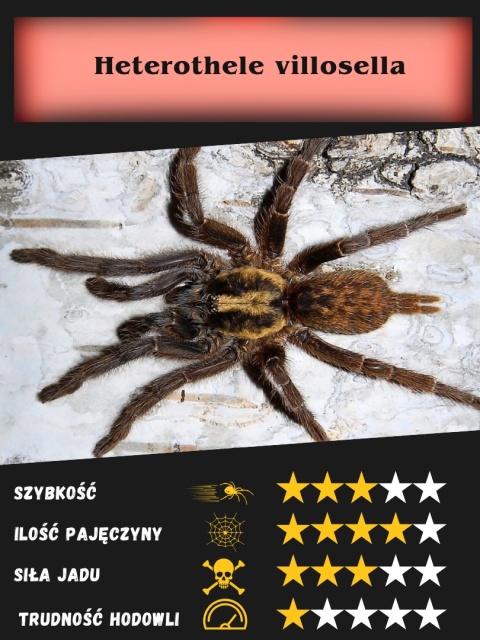 Heterothele villosella L2