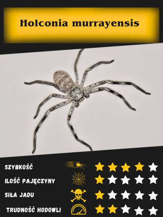 Holconia murrayensis L5 (10sztuk)