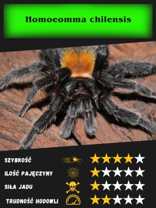 Homoeomma chilensis L2