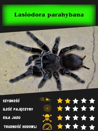 Lasiodora parahybana - Ptasznik olbrzymi ok. 6DC SAMIEC