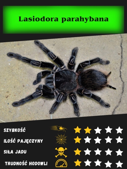 Lasiodora parahybana - Ptasznik olbrzymi ok. 2,5DC SAMICA