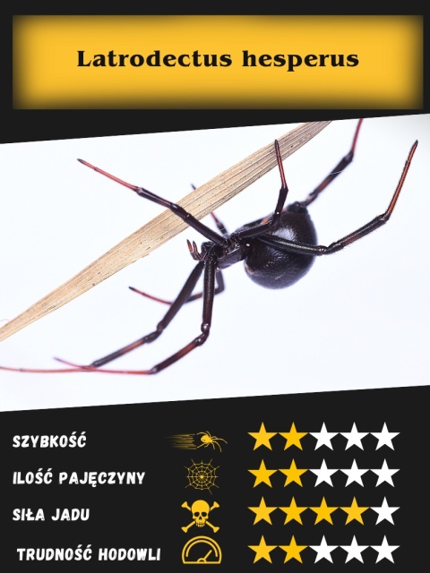 Latrodectus hesperus - Czarna wdowa (sub/adult) SAMICA