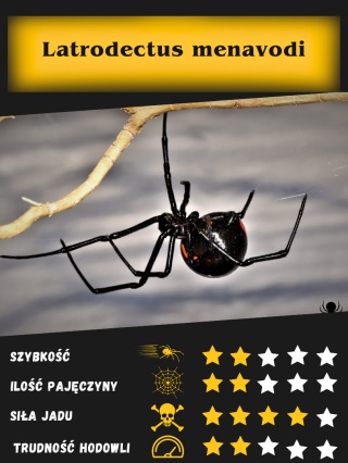 Latrodectus menavodi L5 SAMICA