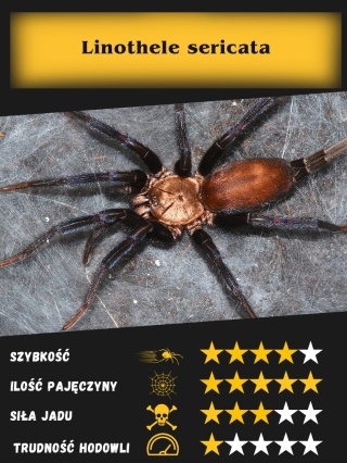Linothele megatheloides L2/3 (PROMOCJA 2+1GRATIS)