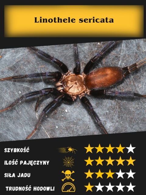 Linothele megatheloides L2/3 (PROMOCJA 2+1GRATIS)