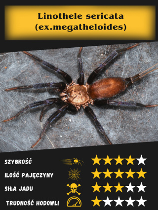 Linothele sericata (ex.megatheloides) L1/2