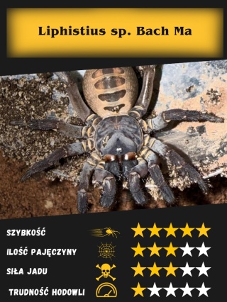 Liphistius sp. Bach Ma L2/3