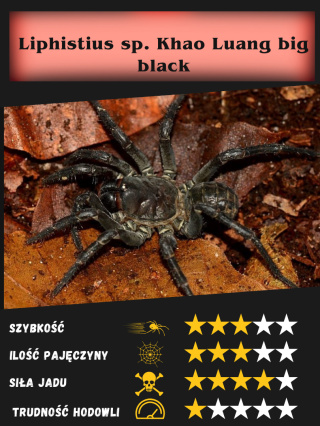 Liphistius sp. Khao Luang big black L2/3